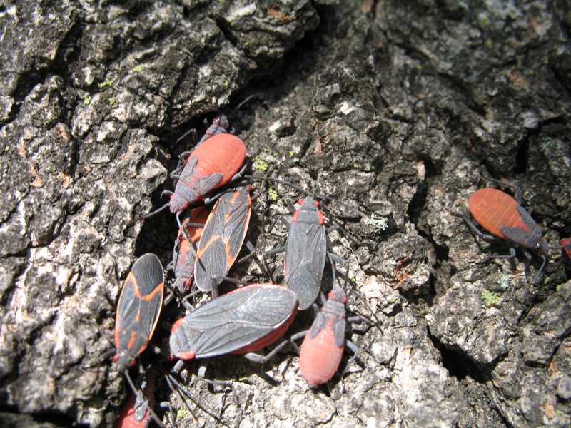 Boxelder, redshouldered and scentless plant bugs